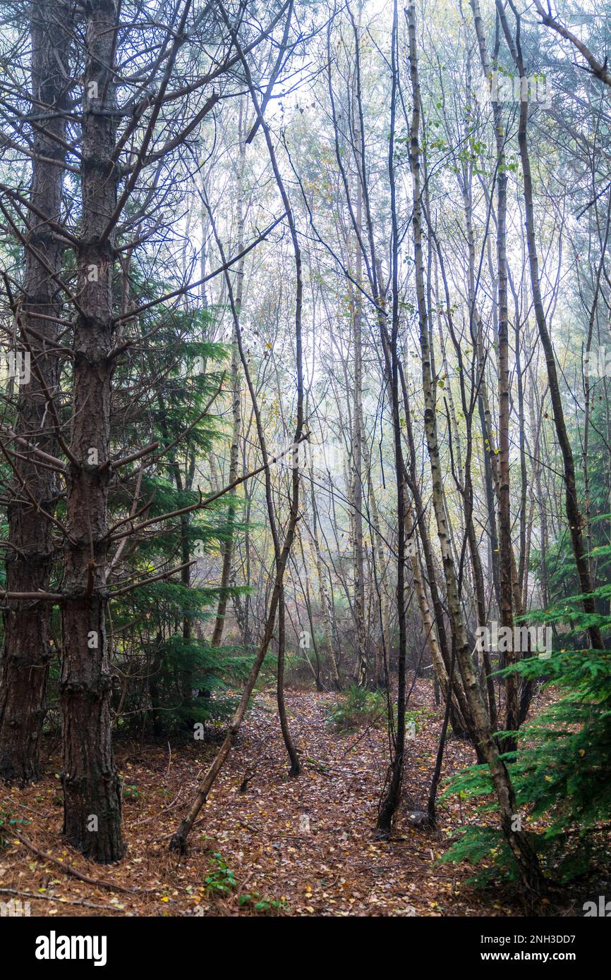 Vue d'automne dans le bois de Clowes pendant une matinée brumeuse avec troncs de bouleau blanc, fougères brunes et un peu de vert sous-croissance. Atmosphère froide. Banque D'Images