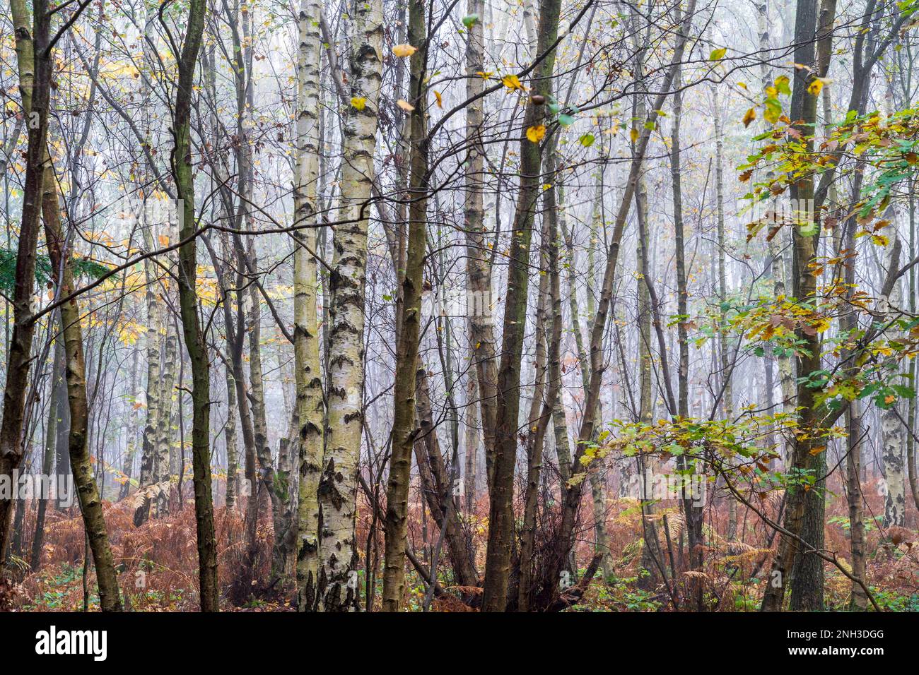 Vue d'automne dans le bois de Clowes pendant une matinée brumeuse avec troncs de bouleau blanc, fougères brunes et un peu de vert sous-croissance. Atmosphère froide. Banque D'Images