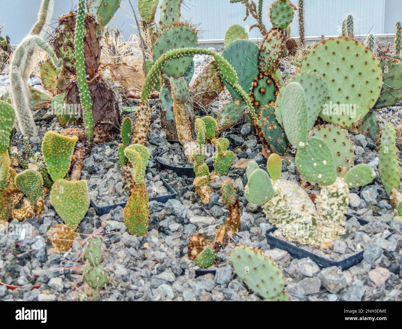 différentes espèces de cactus - plante Banque D'Images