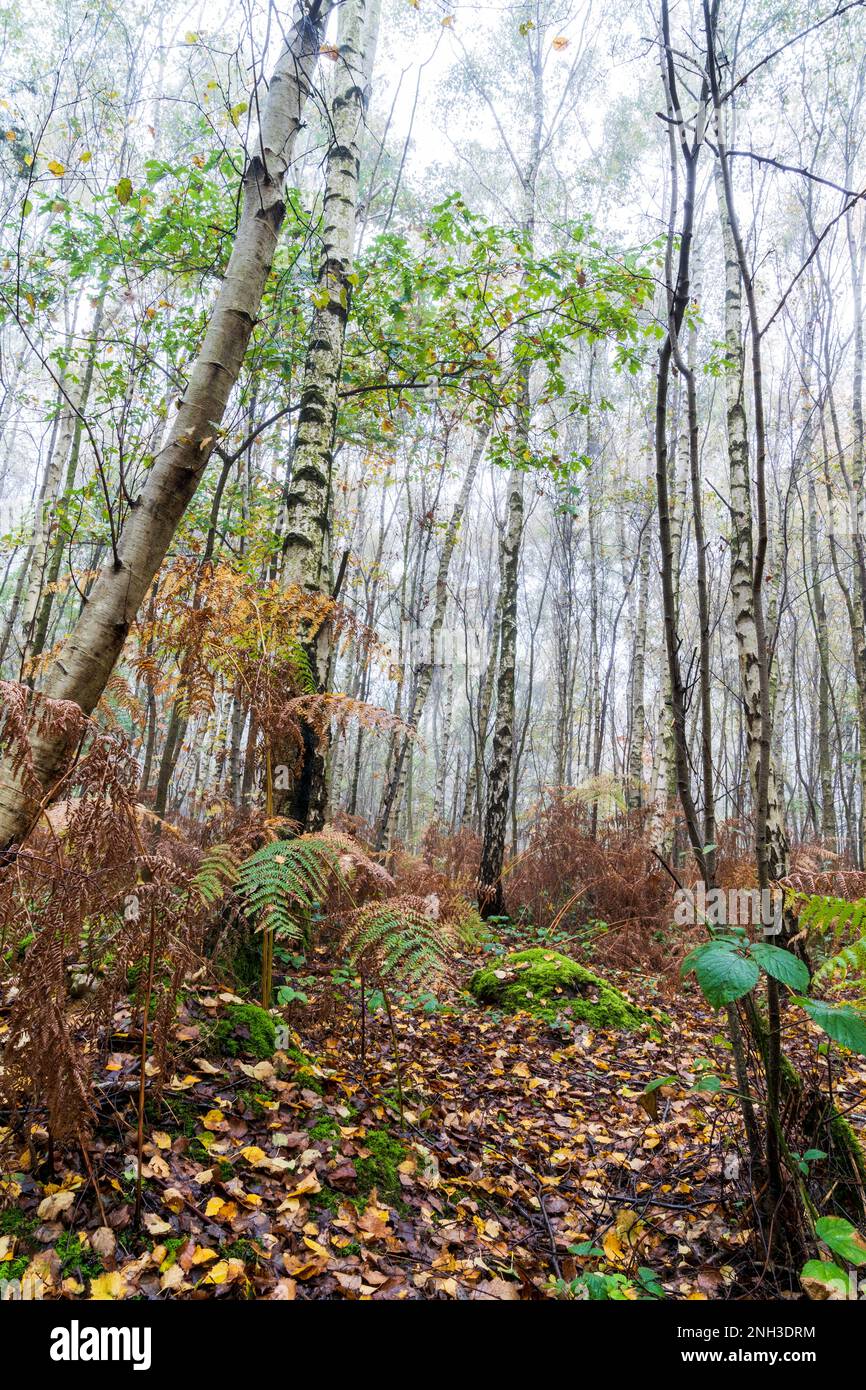 Vue d'automne dans le bois de Clowes pendant une matinée brumeuse avec troncs de bouleau blanc, fougères brunes et un peu de vert sous-croissance. Atmosphère froide. Banque D'Images