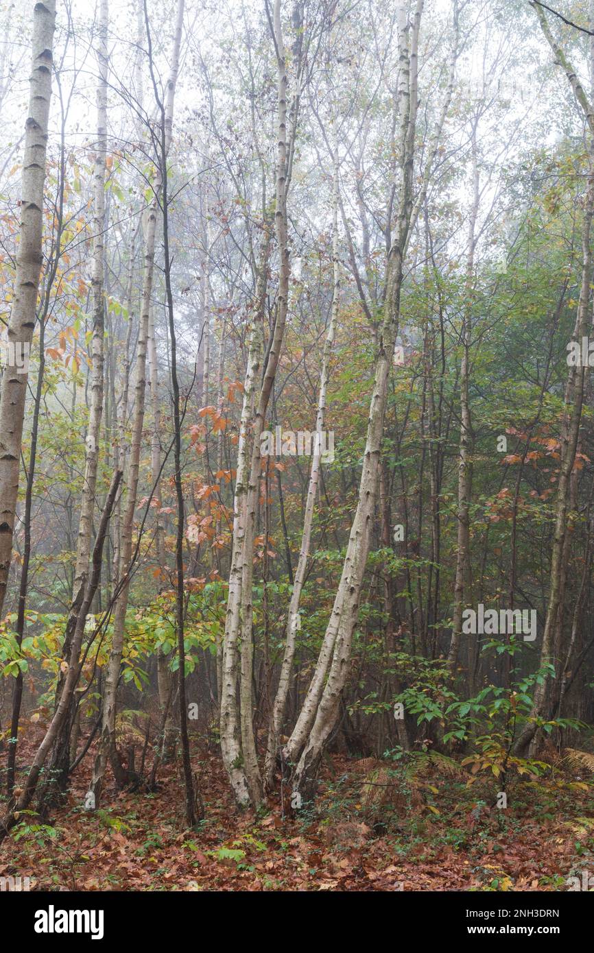 Vue d'automne dans le bois de Clowes pendant une matinée brumeuse avec troncs de bouleau blanc, fougères brunes et un peu de vert sous-croissance. Atmosphère froide. Banque D'Images