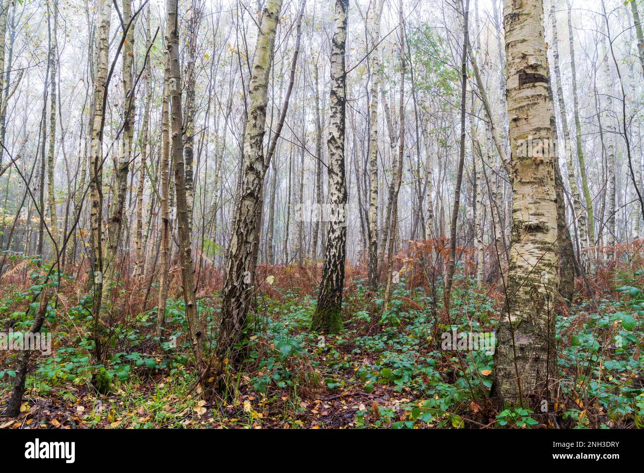 Vue d'automne dans le bois de Clowes pendant une matinée brumeuse avec troncs de bouleau blanc, fougères brunes et un peu de vert sous-croissance. Atmosphère froide. Banque D'Images