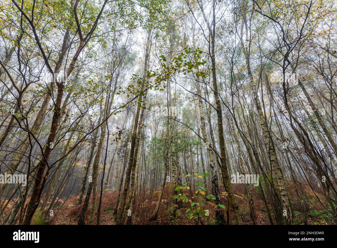 Automne vue grand angle dans le bois de Clowes pendant une matinée brumeuse avec troncs de bouleau blanc, fougères brunes et un peu de vert sous-croissance. Atmosphère froide. Banque D'Images