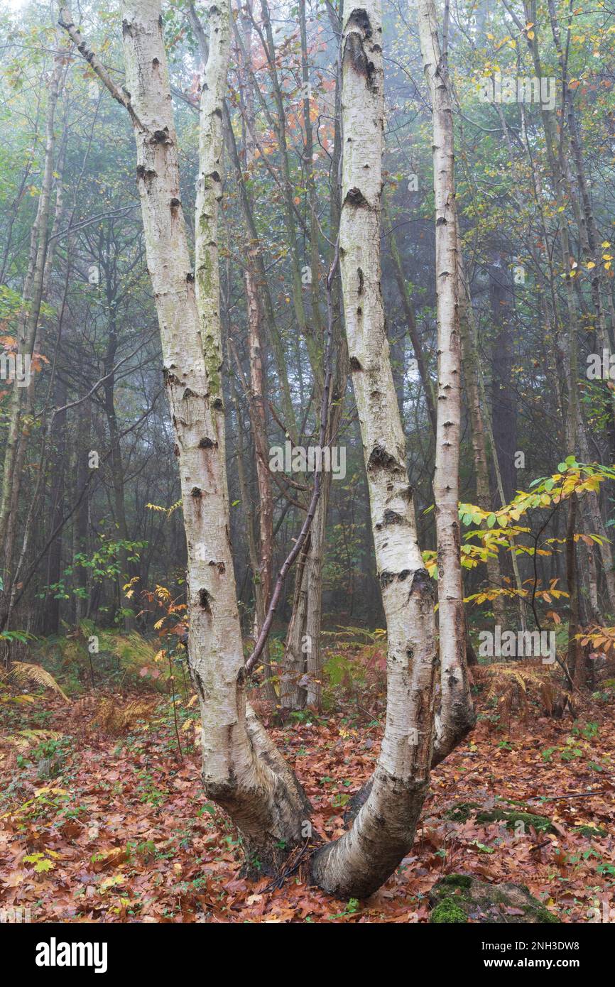Vue d'automne dans le bois de Clowes pendant une matinée brumeuse avec troncs de bouleau blanc, fougères brunes et un peu de vert sous-croissance. Atmosphère froide. Banque D'Images