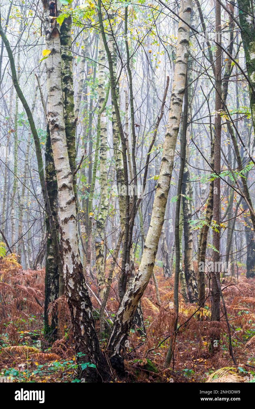 Vue d'automne dans le bois de Clowes pendant une matinée brumeuse avec troncs de bouleau blanc, fougères brunes et un peu de vert sous-croissance. Atmosphère froide. Banque D'Images
