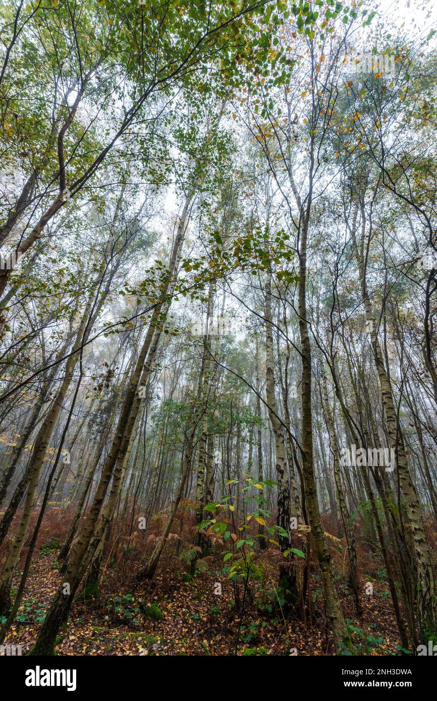 Automne vue grand angle dans le bois de Clowes pendant une matinée brumeuse avec troncs de bouleau blanc, fougères brunes et un peu de vert sous-croissance. Atmosphère froide. Banque D'Images