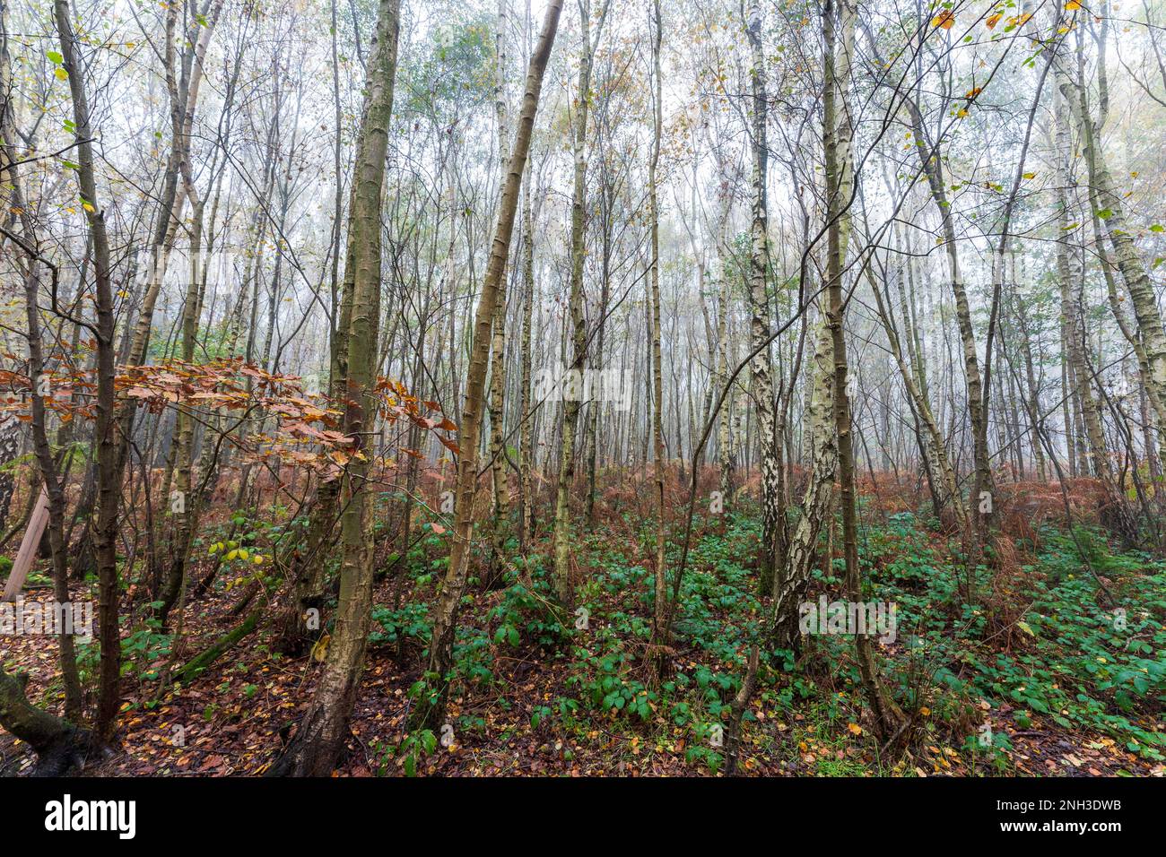 Vue d'automne dans le bois de Clowes pendant une matinée brumeuse avec troncs de bouleau blanc, fougères brunes et un peu de vert sous-croissance. Atmosphère froide. Banque D'Images