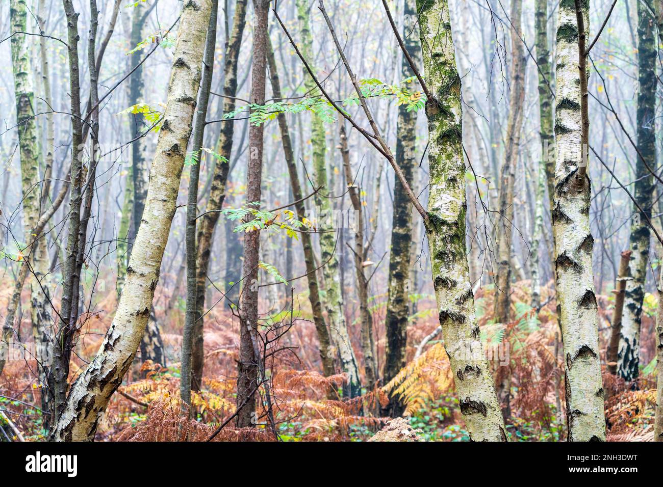 Vue d'automne dans le bois de Clowes pendant une matinée brumeuse avec troncs de bouleau blanc, fougères brunes et un peu de vert sous-croissance. Atmosphère froide. Banque D'Images