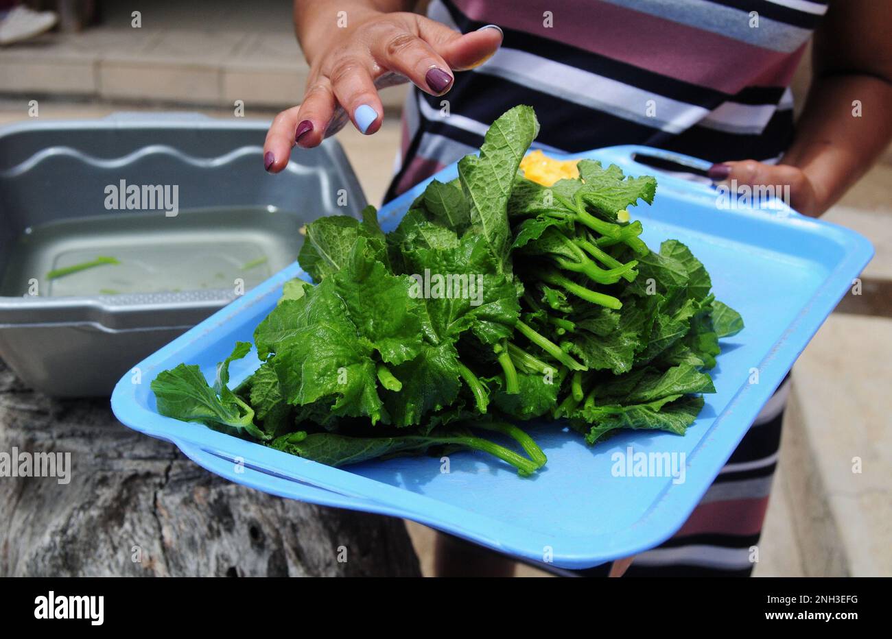 Les feuilles de citrouille sont utilisées pour préparer un repas sain en Afrique du Sud. L'agriculture biologique est courante dans les fermes rurales à la campagne Banque D'Images