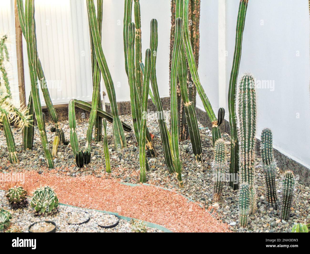 différentes espèces de cactus - nature Banque D'Images