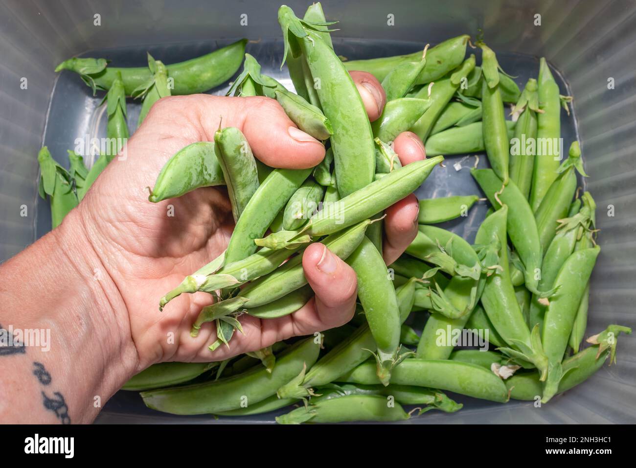Pois mange-tout (possum sativum), le Cap, Afrique du Sud Banque D'Images