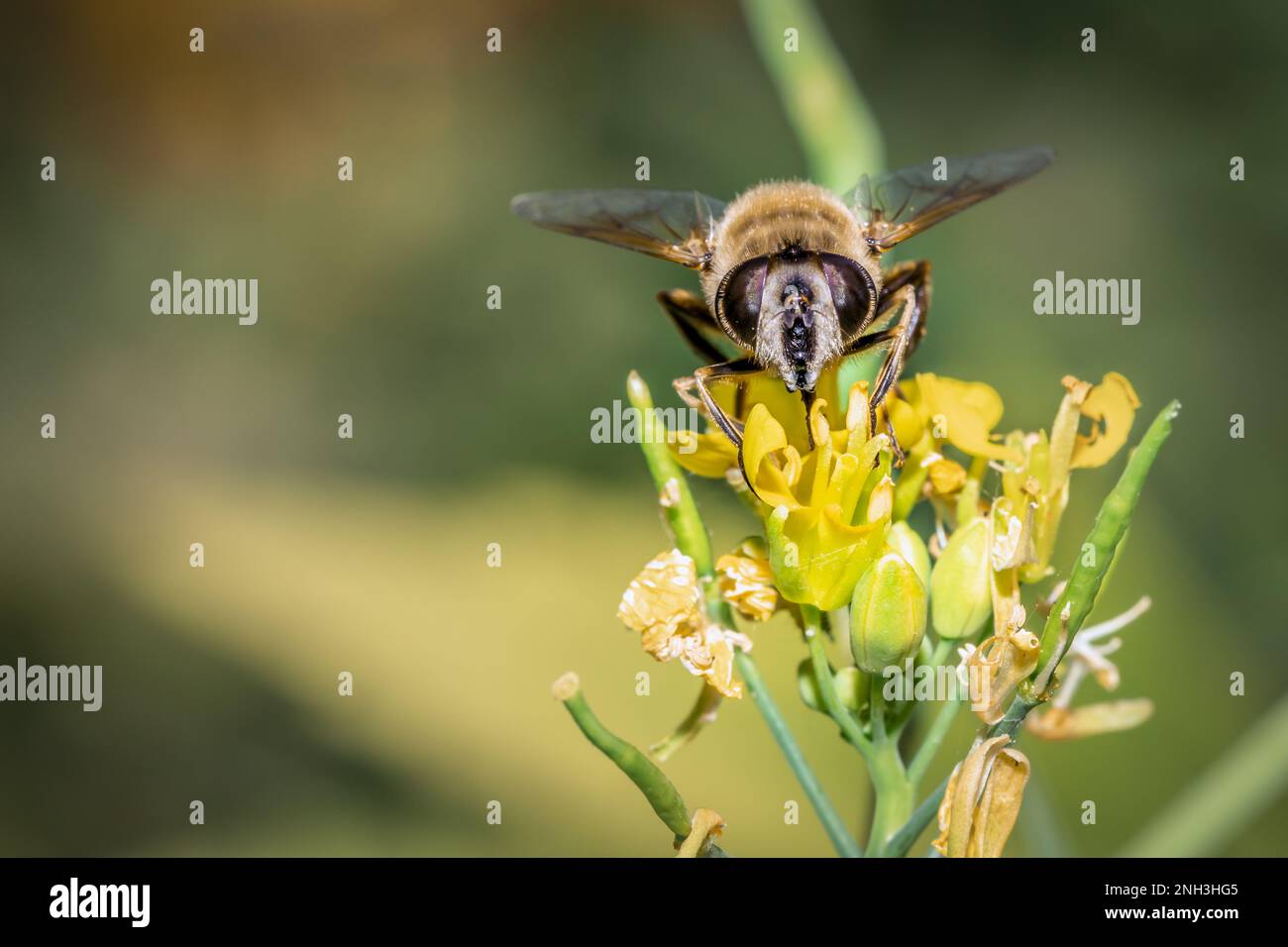 Abeille (APIs) se nourrissant de fleurs sauvages jaunes au printemps, le Cap, Afrique du Sud Banque D'Images