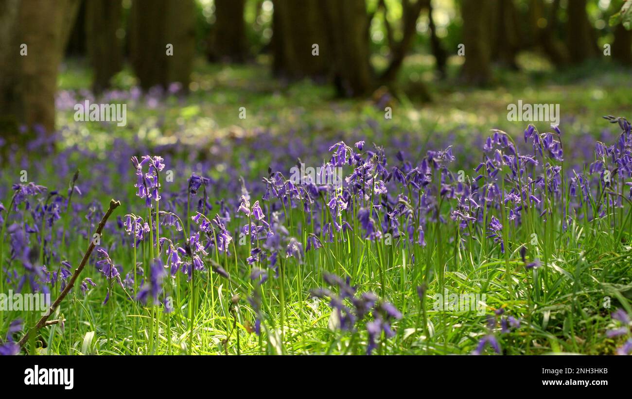 Blue Bells anglais dans une forêt dans le Suffolk Banque D'Images