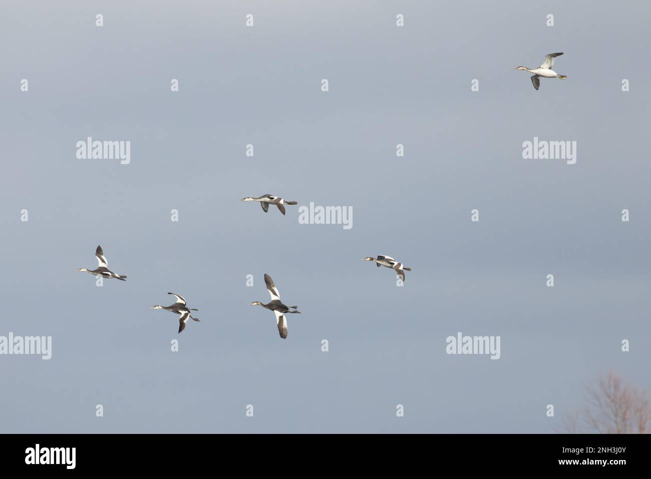 Grand Grebe à crête (Podiceps cristatus) flock Flying Whitlingham CP Norfolk UK GB janvier 2023 Banque D'Images