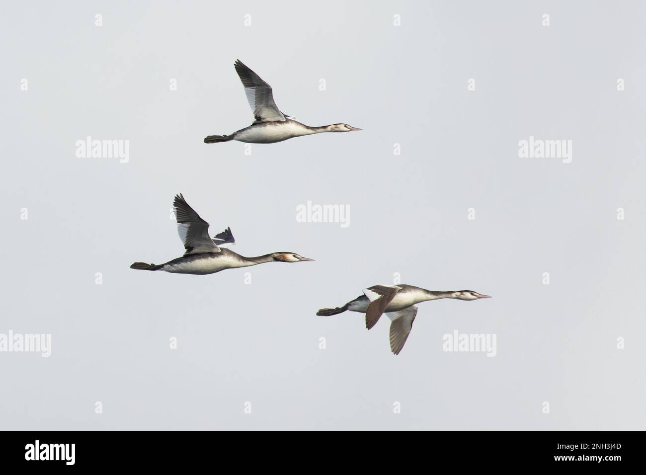 Grand Grebe à crête (Podiceps cristatus) flock Flying Whitlingham CP Norfolk UK GB janvier 2023 Banque D'Images