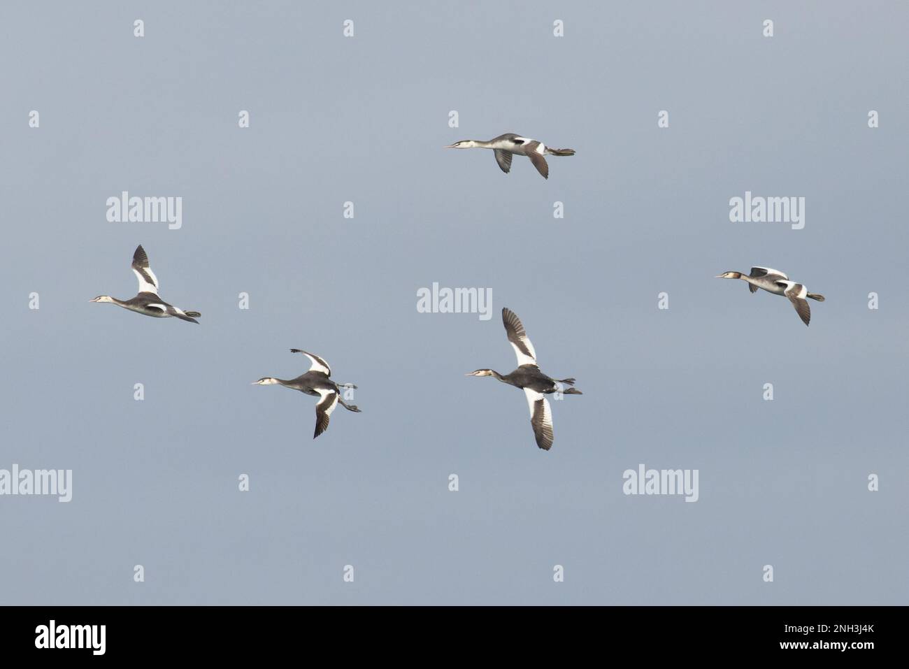 Grand Grebe à crête (Podiceps cristatus) flock Flying Whitlingham CP Norfolk UK GB janvier 2023 Banque D'Images