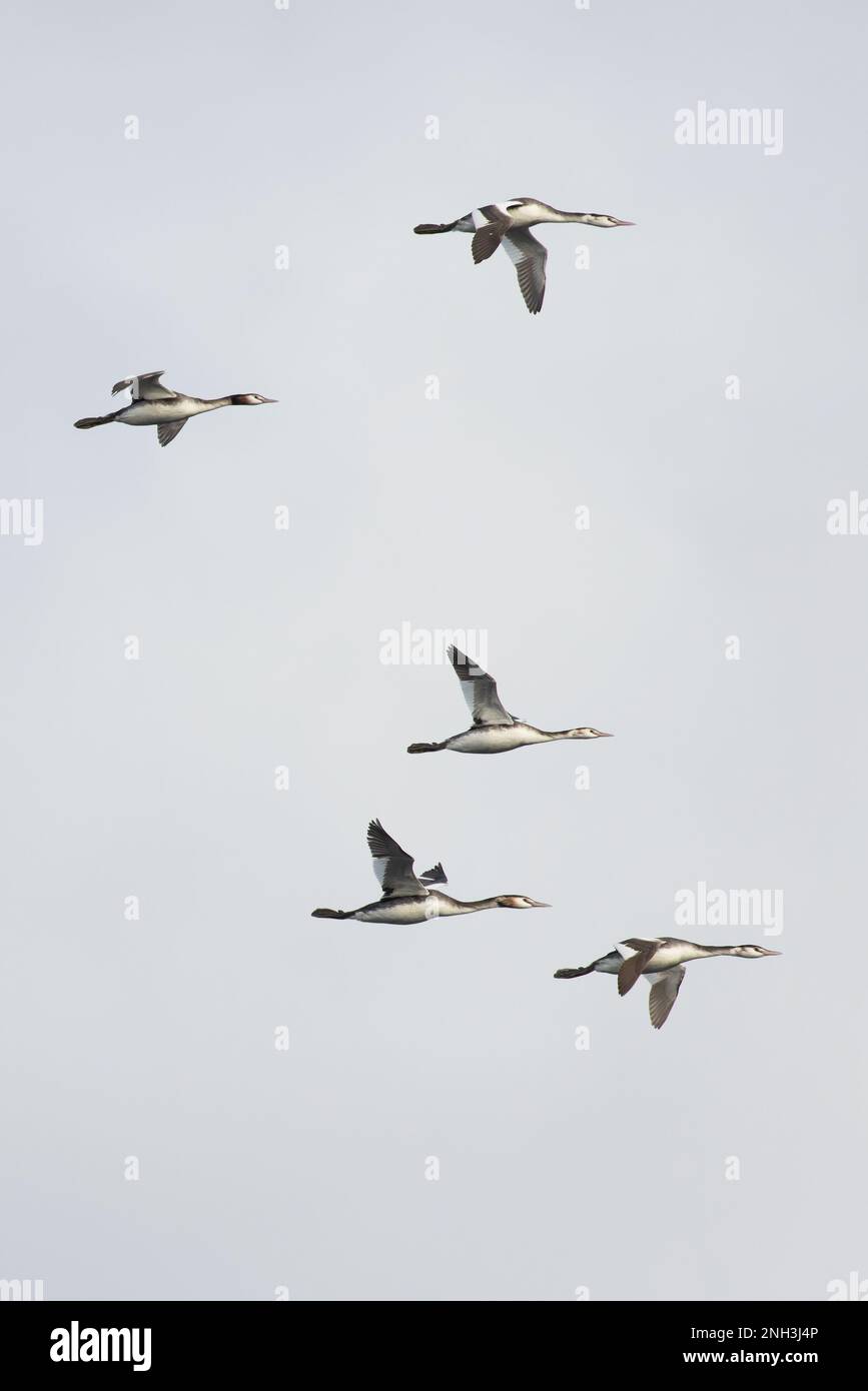 Grand Grebe à crête (Podiceps cristatus) flock Flying Whitlingham CP Norfolk UK GB janvier 2023 Banque D'Images