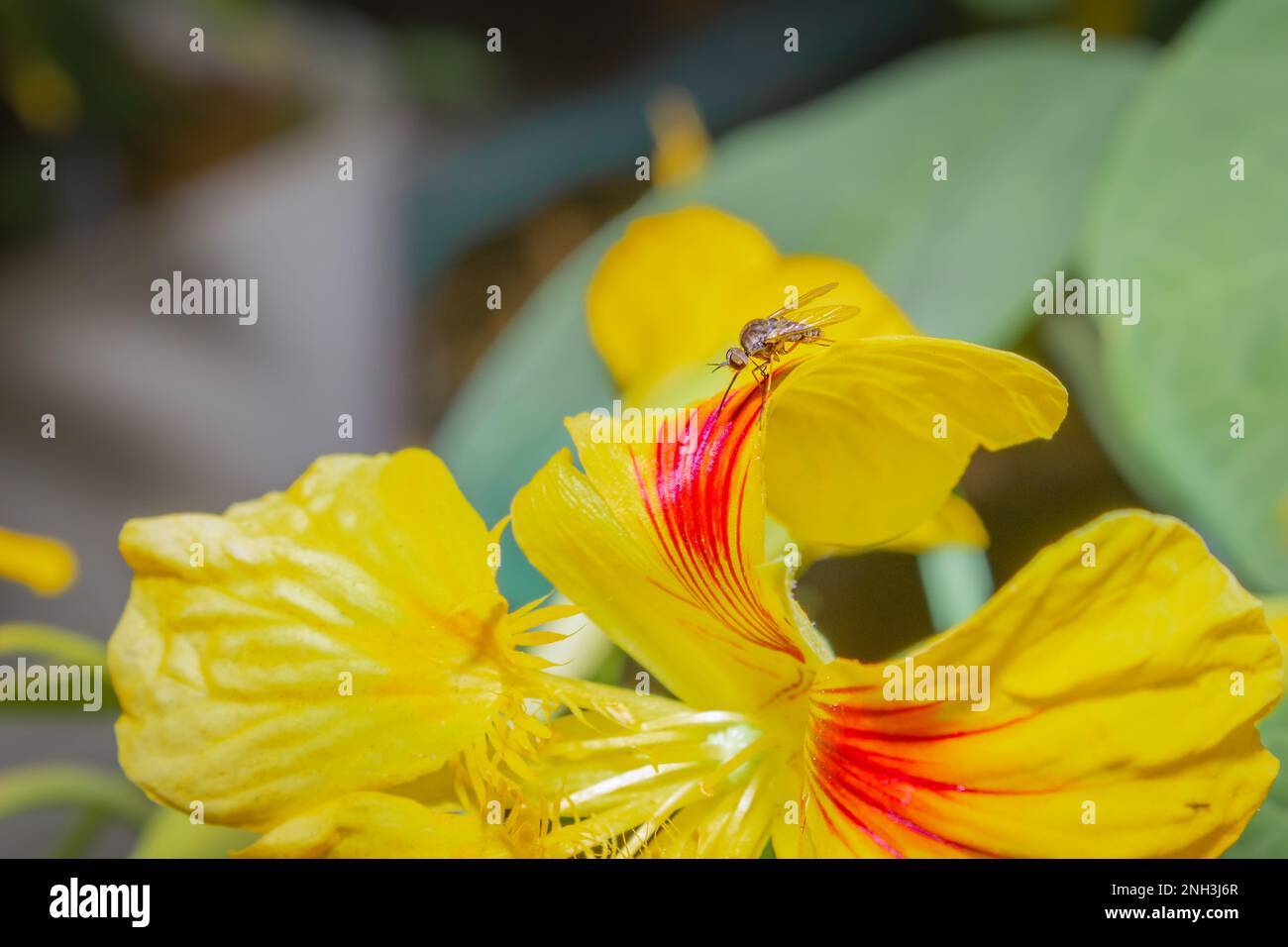 Stiletto Fly (therevidae) assise sur une fleur jaune de jardin de nasturtium, le Cap, Afrique du Sud Banque D'Images