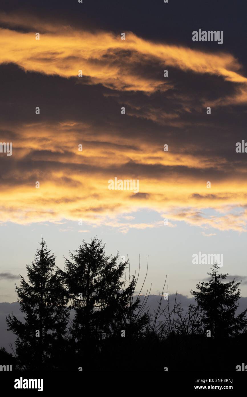 Épais nuage lourd sur le sommet des arbres à l'aube à Eugene, Oregon. Banque D'Images Épais nuage lourd sur le sommet des arbres à l'aube à Eugene, Oregon. Banque D'Images