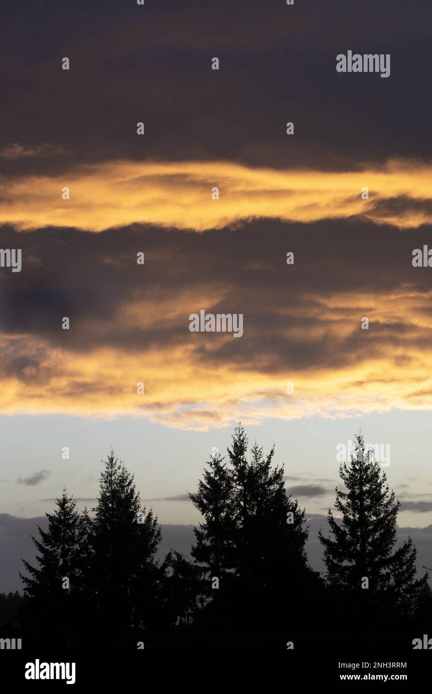 Épais nuage lourd sur le sommet des arbres à l'aube à Eugene, Oregon. Banque D'Images Épais nuage lourd sur le sommet des arbres à l'aube à Eugene, Oregon. Banque D'Images