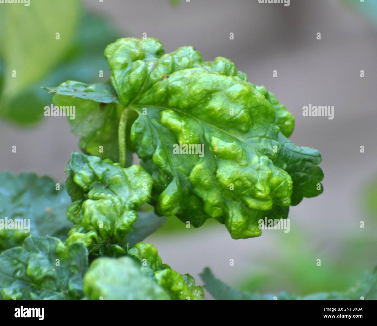 Cassis, dont les feuilles sont endommagées par les pucerons (Cryptomyzus ribis) Banque D'Images