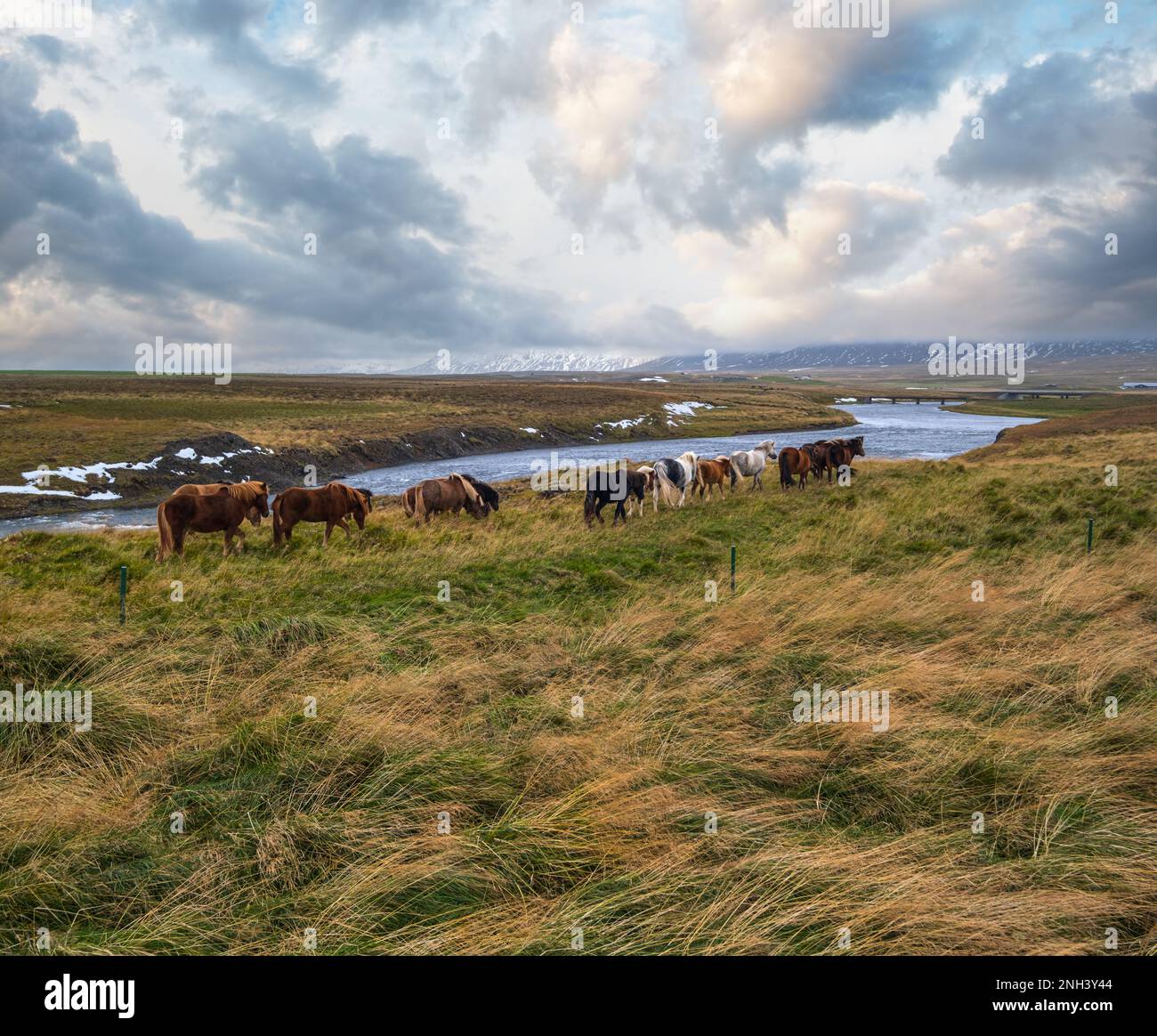 Le troupeau de chevaux islandais se trinque dans l'ouest de l'Islande, dans la péninsule de Vatnsnes. Une seule race de cheval vit en Islande. Des chevaux islandais magnifiques et bien entretenus Banque D'Images