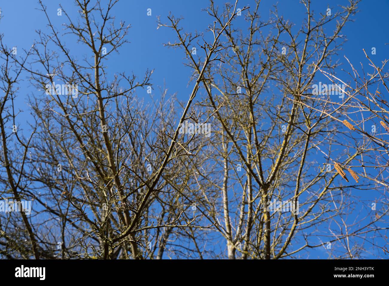 Branches d'arbres au printemps avec ciel bleu ensoleillé en arrière-plan Banque D'Images