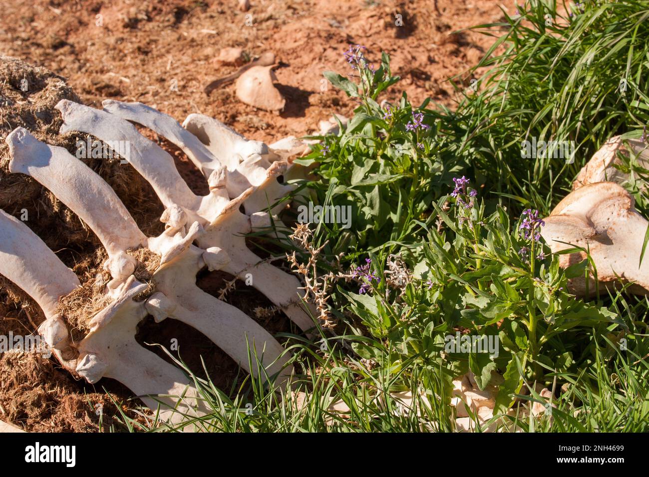 Moutarde pourpre, Chorispora tenella, en fleur par les os d'une vache près de Marlboro point près de Moab, Utah. Banque D'Images