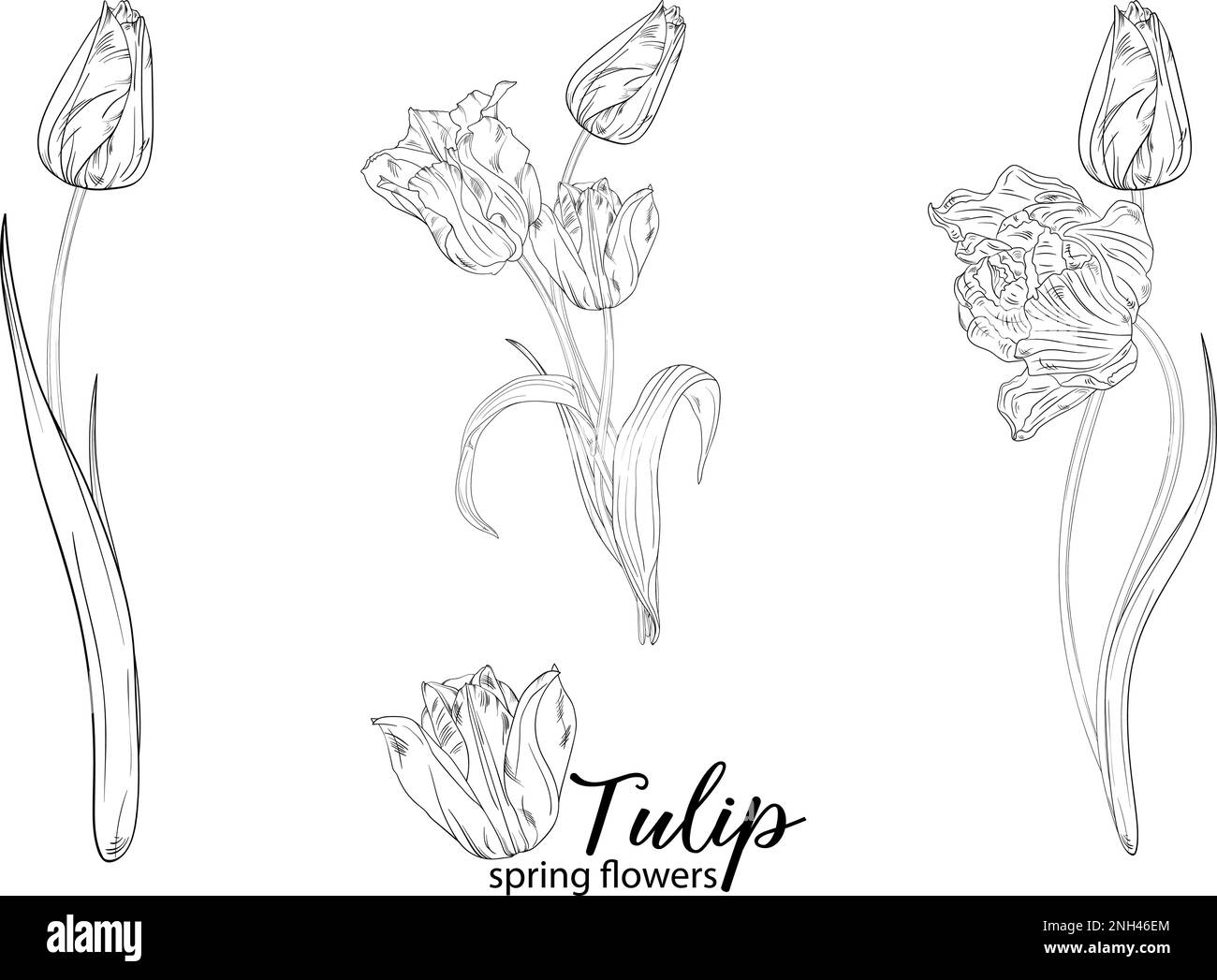 Arrangements floraux graphiques avec fleurs tulipes. Fleurs de printemps. Illustration de Vecteur