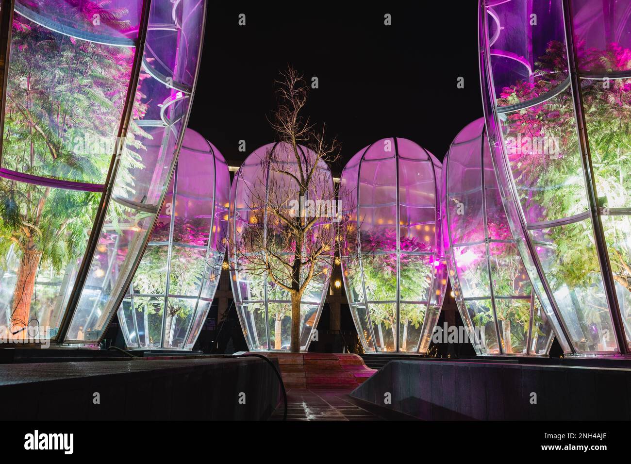 Russie, Krasnodar - 04 janvier 2023 : Catalpa et jacaranda exotique sous des dômes de verre dans le parc de la ville nuit d'hiver galicien Banque D'Images