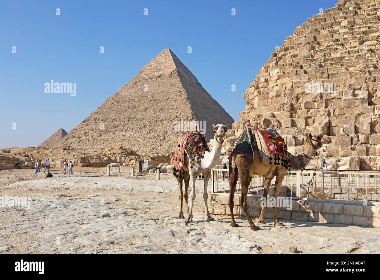 Camélidés (Camelidae) aux pyramides de Gizeh, le Caire, Égypte Banque D'Images