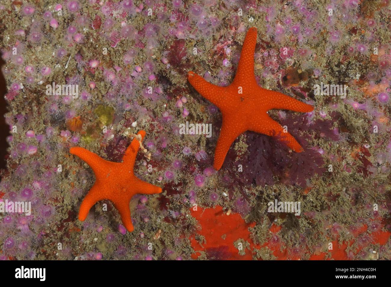 Étoiles de mer rouges (Callopatiria granifera), site de plongée de False Bay, Cap de bonne espérance, le Cap, Afrique du Sud Banque D'Images
