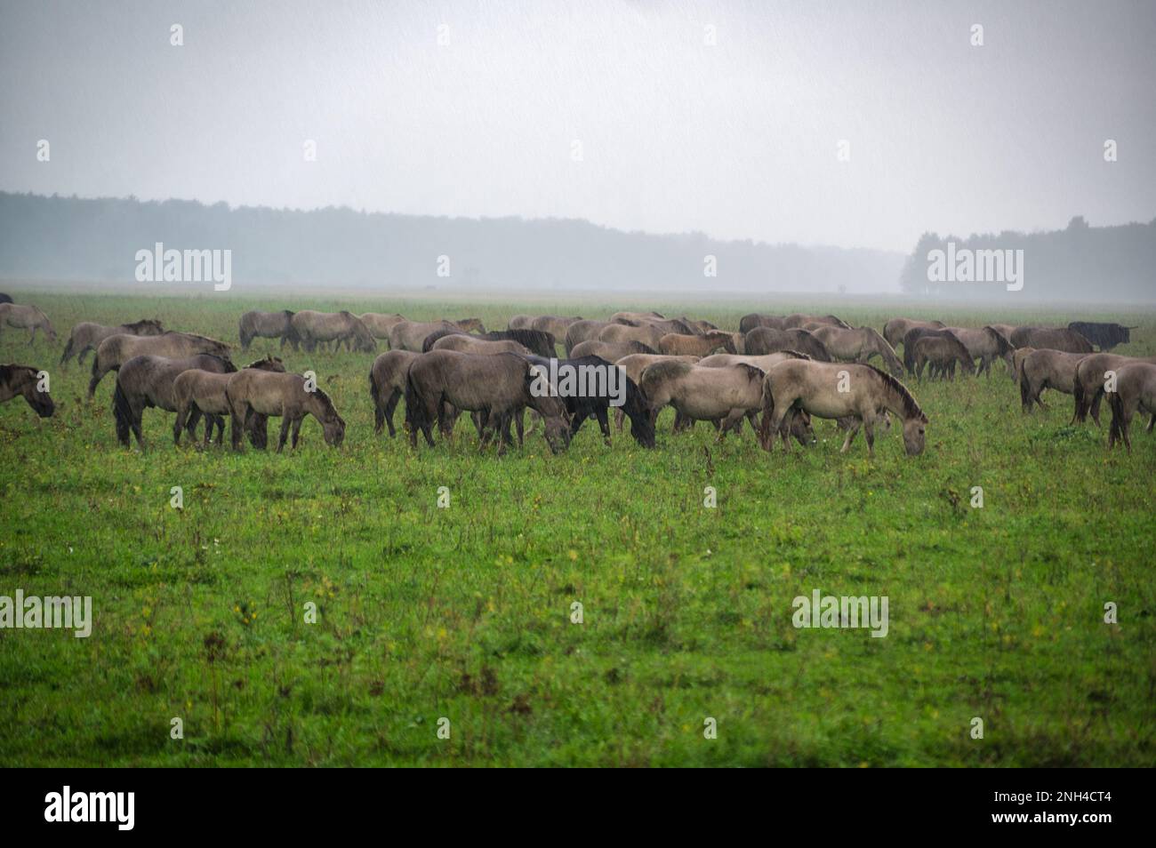 Un groupe de vaches et de musangs sauvages menacés se brouille sur un vaste pré, entouré d'une campagne idyllique. Les animaux majestueux sont libres-roaming et enjo Banque D'Images