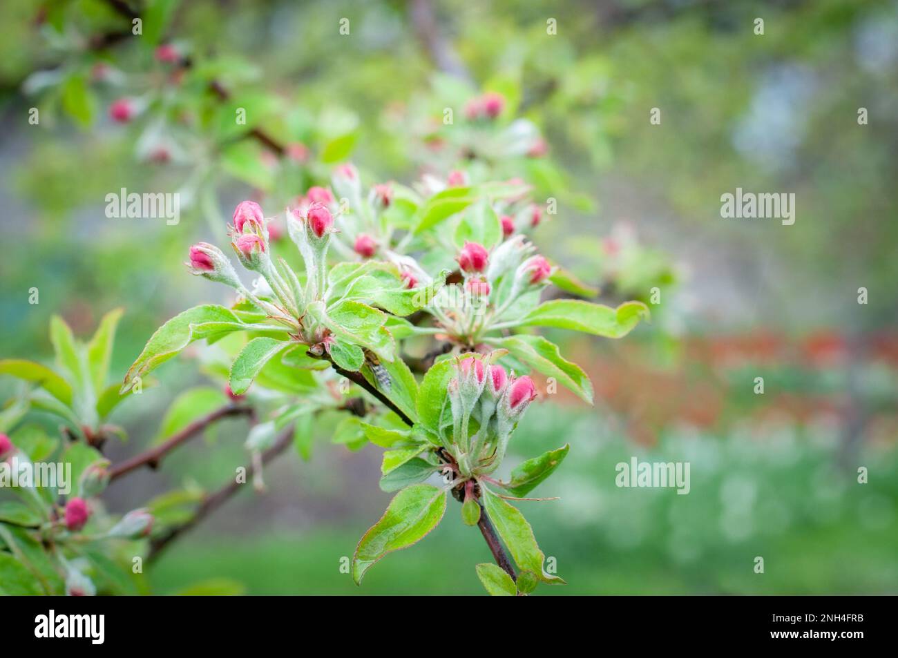 Branche de pommier commençant en fleur avec des fleurs roses. Banque D'Images