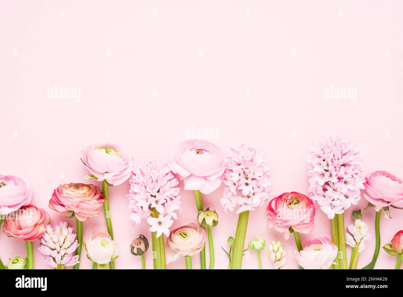 Ranunculus et hyacinthes roses sur fond rose clair. Fête des mères, jour de la Saint-Valentin, concept d'anniversaire. Copier l'espace pour le texte Banque D'Images