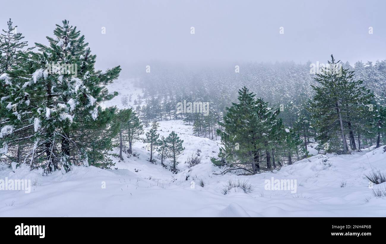 Forêt enneigée. Beau paysage de pins avec neige et brouillard dans la communauté Valencienne, Espagne Banque D'Images