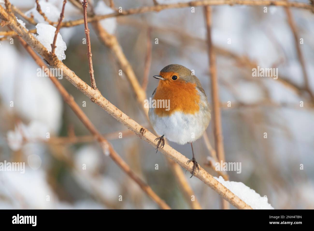 Un Robin (erithacus Rubecula) assis dans un Forsythia Bush en hiver Banque D'Images