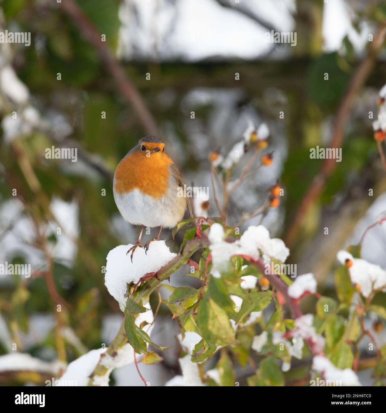 Un Robin Redbreast (erithacus Rubecula) perché sur une rose enneigée en hiver Banque D'Images