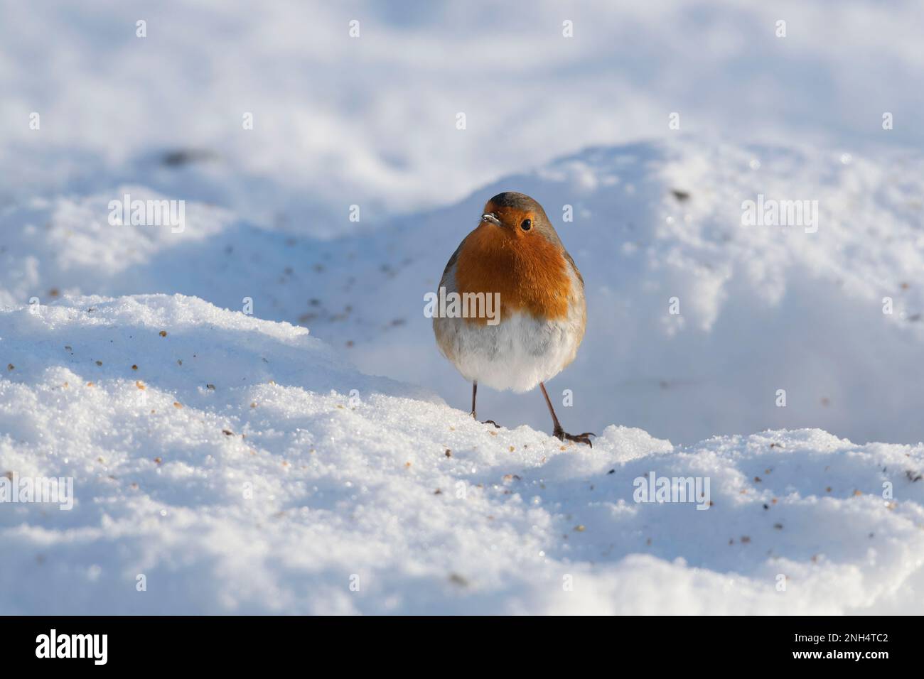 Un Robin (erithacus Rubecula) à la recherche de nourriture sur la neige en hiver Sunshine Banque D'Images