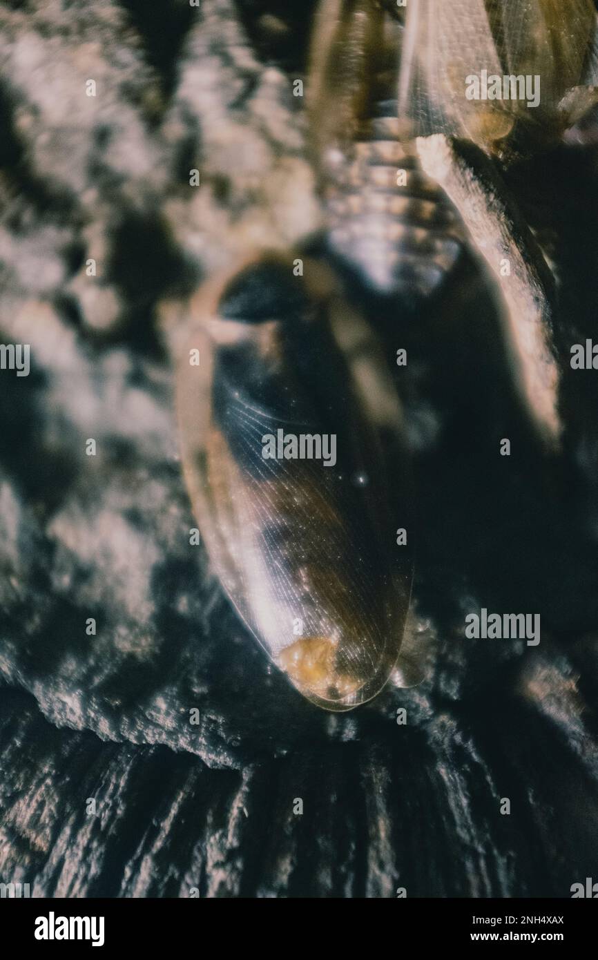 Punaises à rayures sombres et dégoûtantes avec ailes Banque D'Images