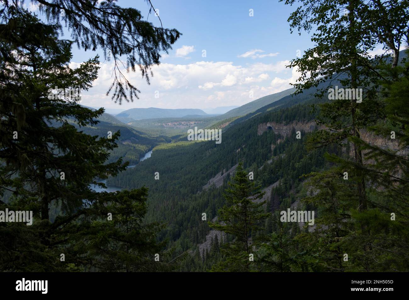 Vue entre les arbres dans la forêt de la Colombie-Britannique du Canada Banque D'Images