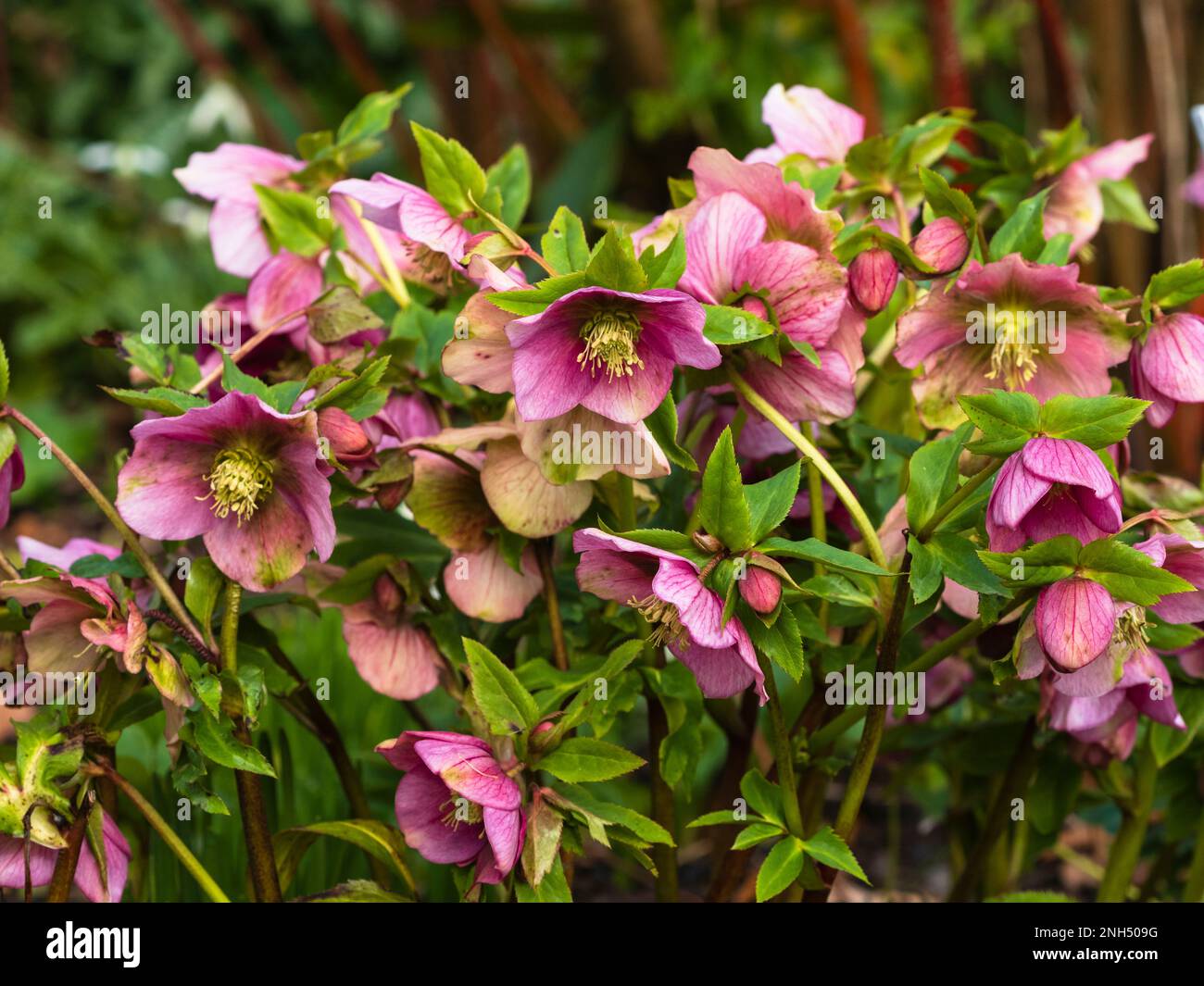 Rose février fleurs de l'hiver hellebore robuste, Helleborus x hybridus 'Harvington Pink' Banque D'Images