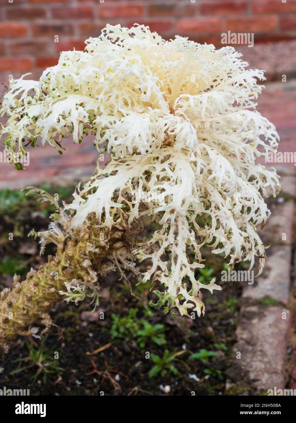 Feuillage central ornemental blanc à plumes du légume à feuilles dures, Kale 'Peacock White' Banque D'Images