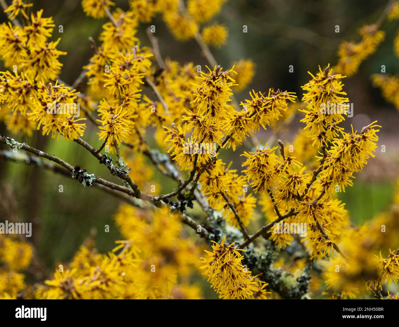 Fleurs d'hiver épiderantes de l'arbuste dur et parfumé à feuilles caduques, Hamamelis 'Brevipetala' Banque D'Images