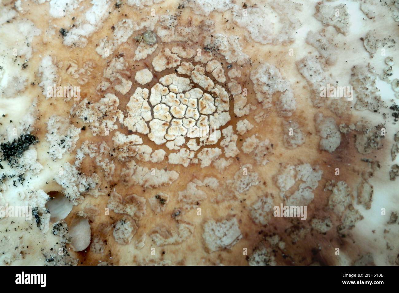 Gros plan sur le capuchon d'une Amanita rubescens. Banque D'Images