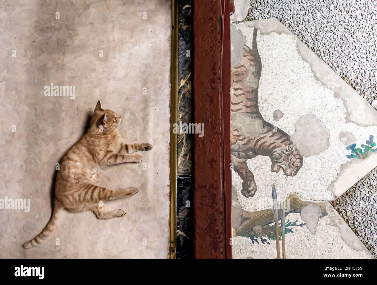 Un chat situé dans le musée de la mosaïque d'Istanbul avec une mosaïque romaine représentant un tigre. Istanbul Turquie Banque D'Images