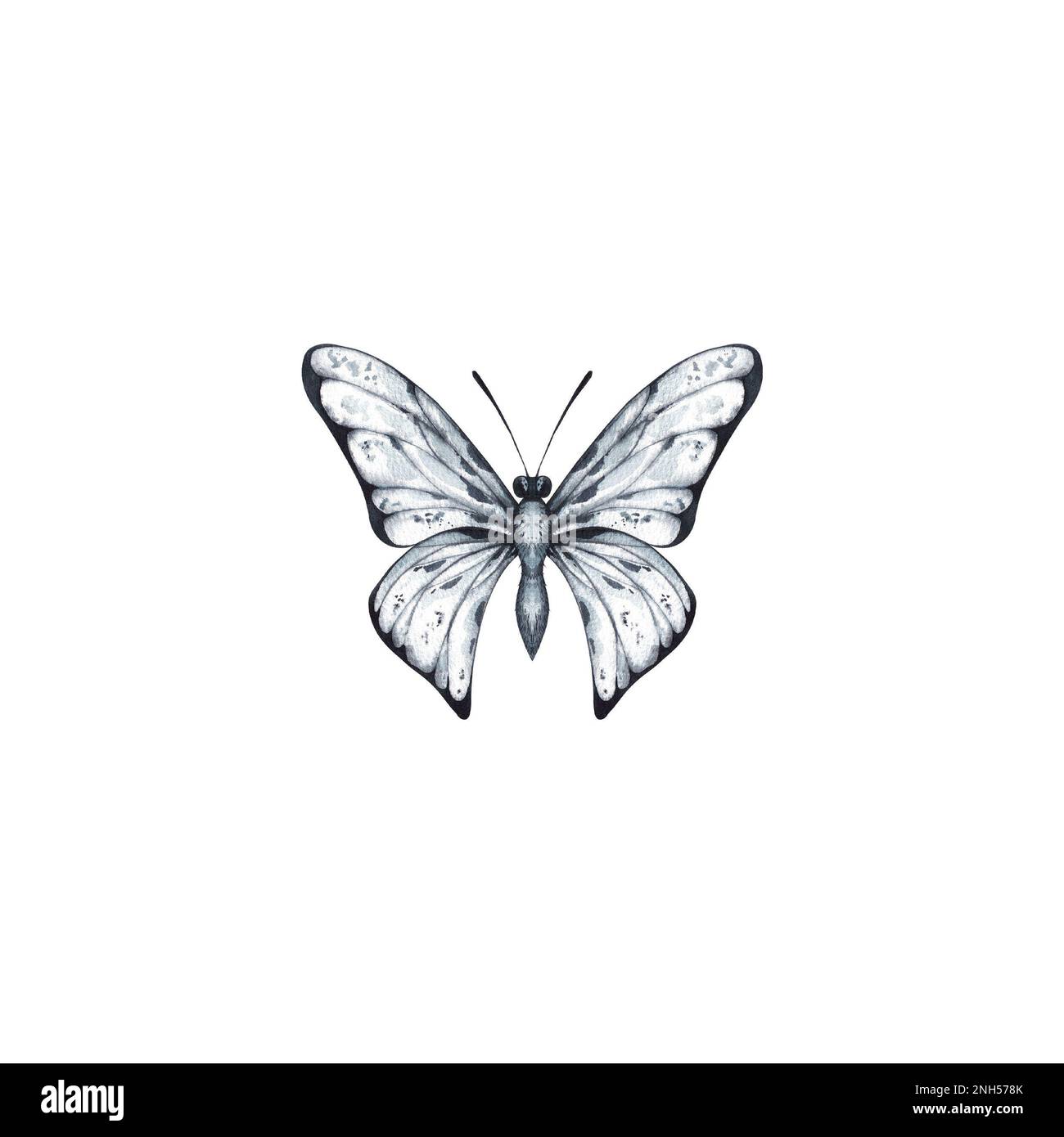 Papillon aquarelle de couleur gris-bleu sur fond blanc pour la création de logos, réseaux sociaux, promotions, marketing et emballage, cartes postales, tem Banque D'Images