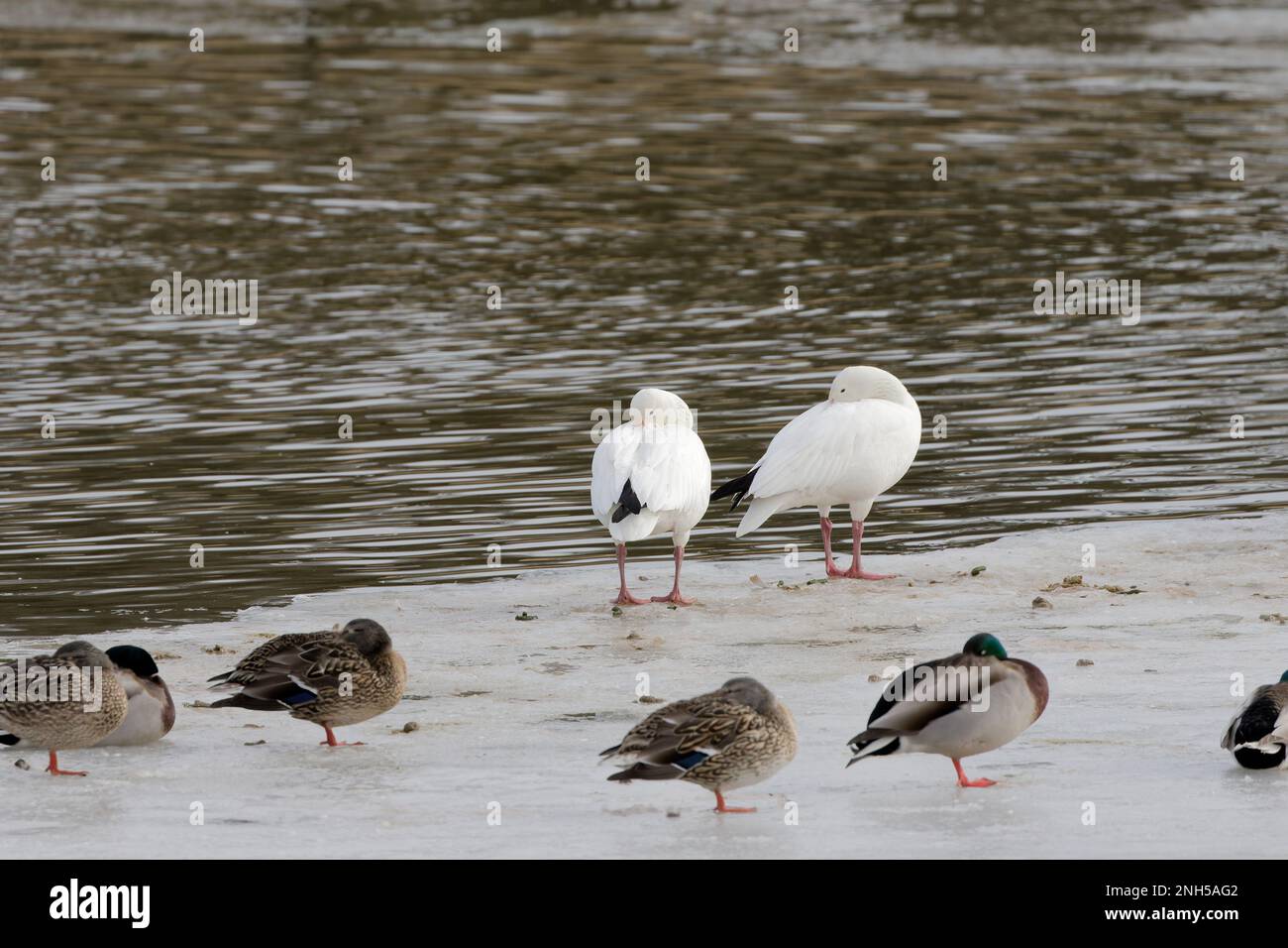 L'oie des neiges (Anser caerulescens) est une espèce d'oie originaire d'Amérique du Nord. Blanc et bleu morph. Banque D'Images
