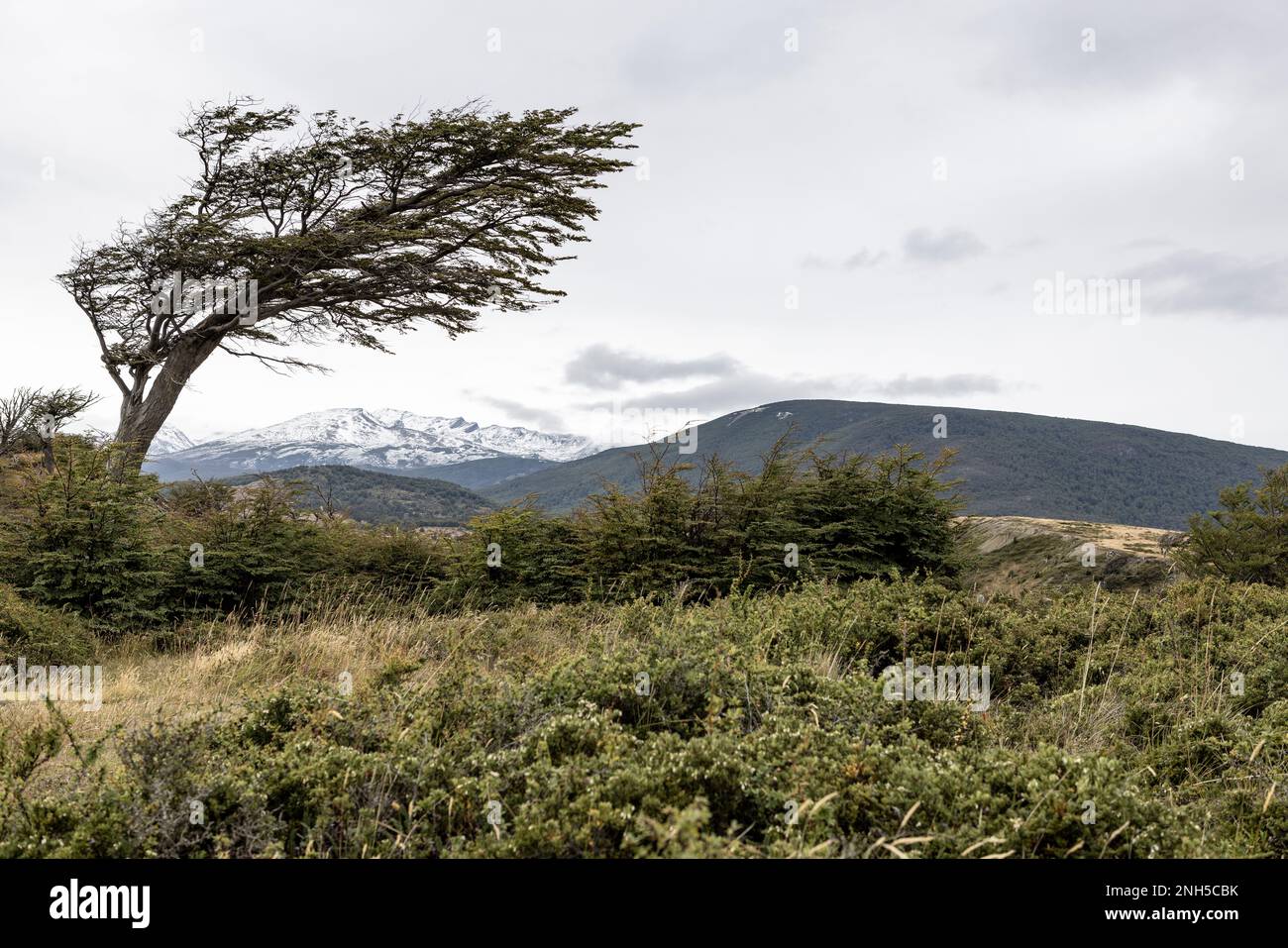 Arbre formé par le fort vent de patagonie à la belle fin du monde - Ushuaia, Tierra del Fuego, Amérique du Sud Banque D'Images