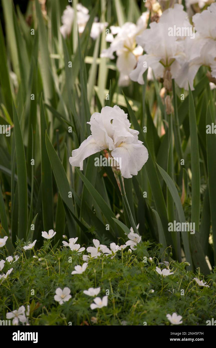 Iris, immortalité en pleine floraison. Banque D'Images